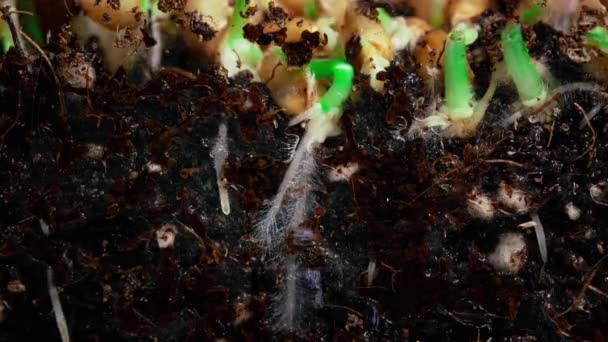 Las raíces germinantes crecen en el suelo a partir de semillas de trigo. Cronograma — Vídeo de stock