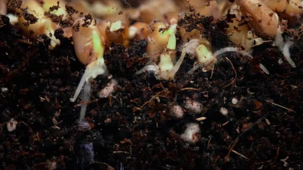 Las raíces germinantes crecen en el suelo a partir de semillas de trigo. Cronograma — Vídeos de Stock