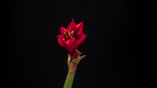 Die Blume des roten Hippeastrum blüht, Zeitraffer. — Stockvideo