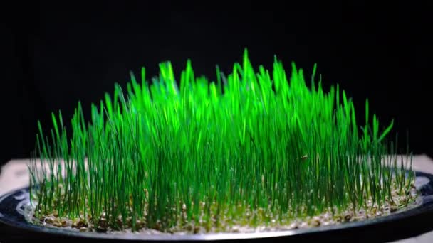 Wheatgrass klíčence pro vymačkávání šťávy, time-lapse — Stock video