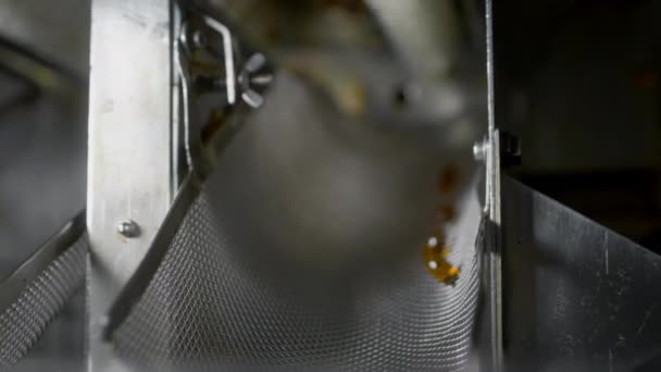 Capsule di gelatina di olio di pesce nella produzione di vitamine e medicinali — Video Stock