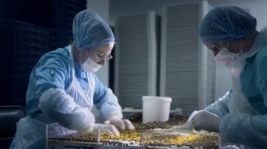 Omega-3 yağ asitleri, sarı kapsüller üretimi