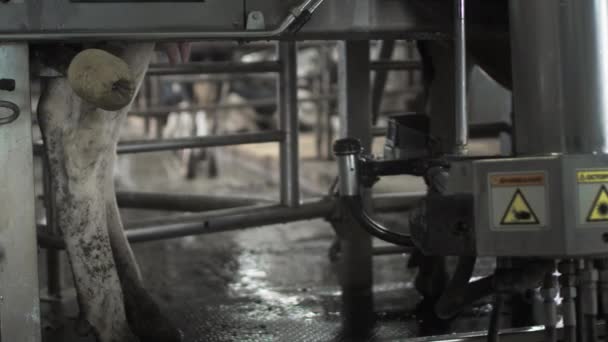 Macchina automatica robot per mungitura latte vaccino. Bovini nel fienile. — Video Stock