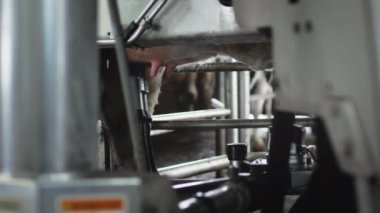 Kırmızı lazer, süt pompalamak ya da emmek için ineğin memesini tarar. İnek sağmak için otomatik makine robotu