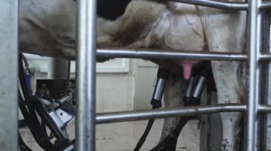 İnek sağmak için otomatik makine robotu. Ahırda sığırlar.