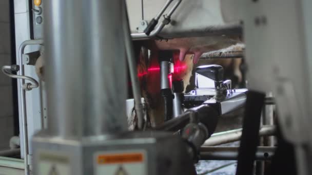 Automatische machine robot voor het melken van koemelk. Runderen in de schuur. — Stockvideo