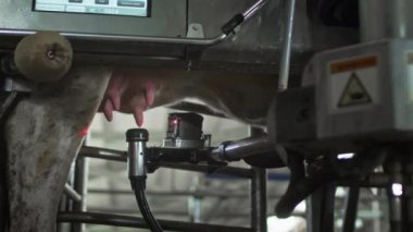 İnek sağmak için otomatik makine robotu. Ahırda sığırlar.