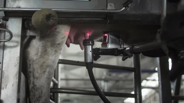 Der rote Laser tastet das Euter der Kuh ab, um Milch abzupumpen oder abzusaugen. Automatischer Maschinenroboter zum Melken von Kühen — Stockvideo