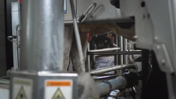 Ein roter Laserroboter tastet das Euter einer Kuh ab, um Milch zu pumpen oder zu saugen. Automatischer Maschinenroboter zum Melken von Kühen — Stockvideo