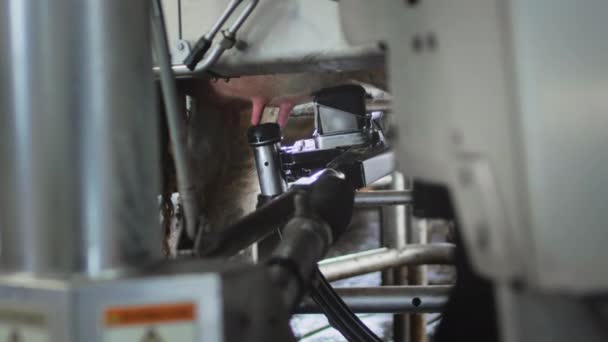 Un robot laser rosso scansiona la mammella di una mucca per pompare o succhiare il latte. Robot automatico per la mungitura del latte vaccino — Video Stock
