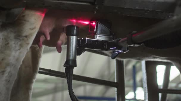 Czerwony laser skanuje wymiona krowy, by wypompować lub wyssać mleko. Robot automatyczny do doju mleka krowiego — Wideo stockowe