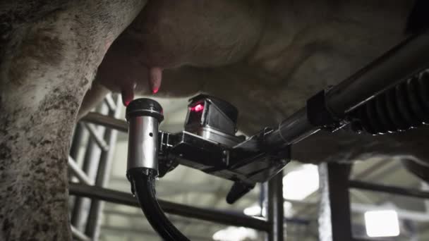 Automatyczny robot do dojenia mleka krowiego. Bydło w stodole. — Wideo stockowe