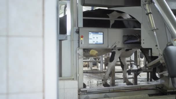 De rode laser scant de uier van de koe om melk te pompen of uit te zuigen. Automatische machine robot voor het melken van koemelk — Stockvideo