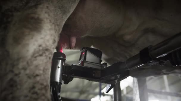 En röd laserrobot scannar juvret på en ko för att pumpa eller suga mjölk. Automatisk maskinrobot för mjölkning av komjölk — Stockvideo