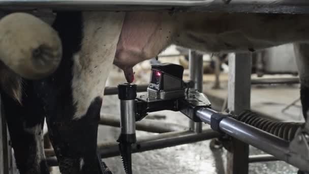 Un robot laser rouge scanne le pis d'une vache pour pomper ou aspirer le lait. Robot automatique pour la traite du lait de vache — Video