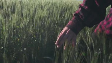 Genç bir kadın kırmızı ekose gömlekli bir buğday tarlasında koşuyor. El bitkilerin üzerinde ağır çekimde süzülür.