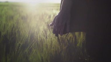 Kırmızı tişörtlü genç romantik bir kız gün batımında avuç içi ve parmaklarıyla yeşil buğday filizlerine dokunur..