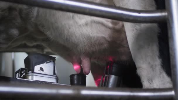 Автоматический робот для доения коровьего молока. Скот в сарае. — стоковое видео