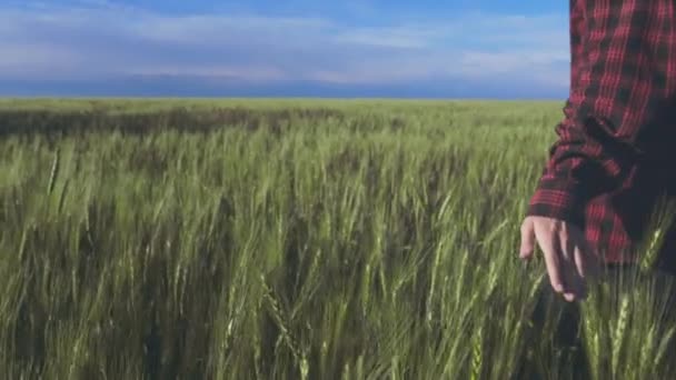 En bondflicka rör groddarna i en jordbrukskultur med handen. Långsamma rörelser — Stockvideo