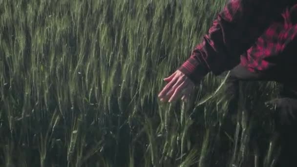 Una mujer joven corre a través de un campo de trigo con una camisa a cuadros roja. La mano se desliza sobre las plantas en cámara lenta — Vídeos de Stock