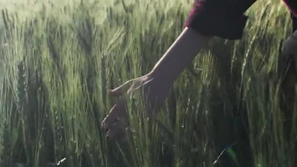 Una mujer joven corre a través de un campo de trigo con una camisa a cuadros roja. La mano se desliza sobre las plantas en cámara lenta — Vídeos de Stock