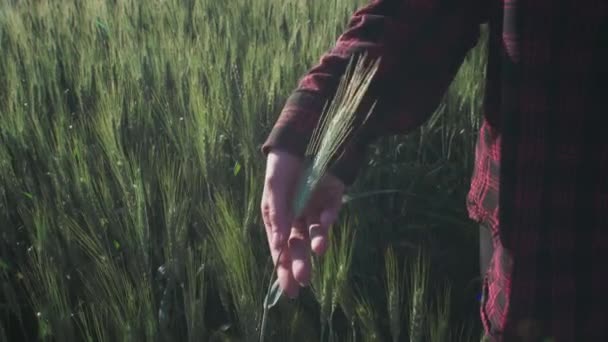 Νεαρή αγρότισσα αγγίζει το βλαστάρι του πράσινου σιταριού με το χέρι του, ελέγχει την κατάσταση του φυτού. — Αρχείο Βίντεο