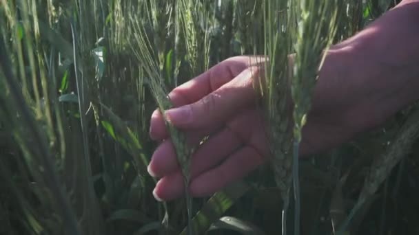 Молода жінка-фермер торкається паростки зеленої пшениці руками, перевіряє стан рослини . — стокове відео
