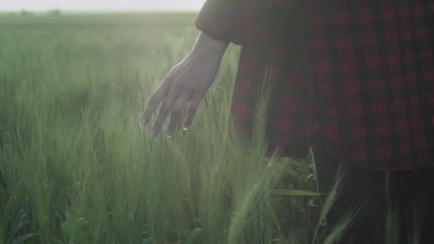 Egy fiatal romantikus lány kockás piros ingben megérinti a búzacsírákat a mezőn naplementekor a tenyerével és az ujjaival. — Stock videók