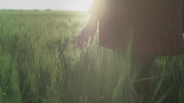 En ung romantisk flicka i rutig röd skjorta rör vetekorn på ett fält vid solnedgången med handflatan och fingrarna. — Stockvideo