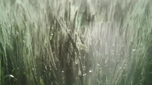 Orelhas verdes jovens de trigo. O campo de trigo cresce para o pão. Agricultura tradicional — Vídeo de Stock