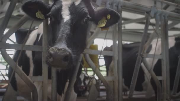 Il volto di una mucca in un fienile industriale professionale. Allevamento di giovenche per il latte e la carne sostenibili in un allevamento di vacche. Alimentazione biologica. Uno stile di vita sano. Milky negozio di affari. — Video Stock