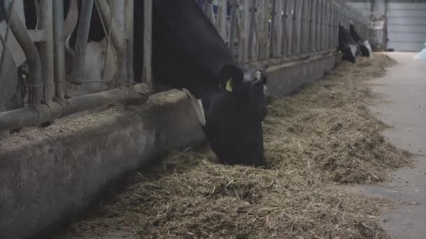 牛はプロの工業用納屋で干し草や穀物を食べる。牛の養殖場で持続可能な牛乳と肉のためのハイファーを育てる. — ストック動画