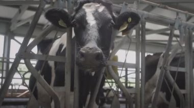 Profesyonel bir endüstriyel ahırda bir ineğin yüzü. Sürdürülebilir süt ve et için inek çiftliğinde düve yetiştirmek. Organik beslenme. Sağlıklı bir yaşam tarzı. Sütçü dükkanı..