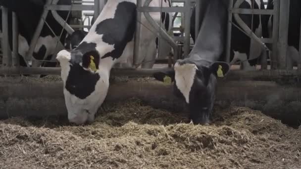 Koeien eten hooi of graan in een professionele industriële schuur. Vaarzen fokken voor duurzame melk en vlees op een koeienboerderij. — Stockvideo