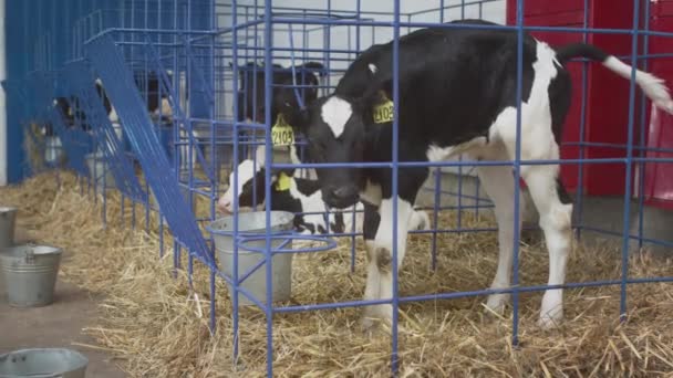 Giovani vitelli bianco-neri in gabbia. Fienile industriale professionale. Allevamento di giovenche per il latte e la carne sostenibili in un allevamento di vacche — Video Stock