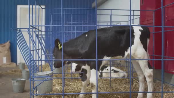 Unga svartvita kalvar i en bur. Professionell industriladugård. Uppfödning av kvigor för hållbar mjölk och kött på en ko gård — Stockvideo