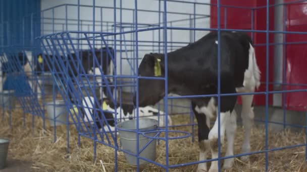 Terneros blancos y negros en una jaula. Granero industrial profesional. Criar novillas para obtener leche y carne sostenibles en una granja de vacas — Vídeo de stock