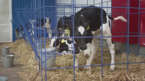 Unga svartvita kalvar i en bur. Professionell industriladugård. Uppfödning av kvigor för hållbar mjölk och kött på en ko gård — Stockvideo