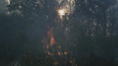 Yanan orman. Parkın içinde, ağaçların arasında alevler. Vahşi ateş, ormansızlaşma ve küresel ısınma kavramı