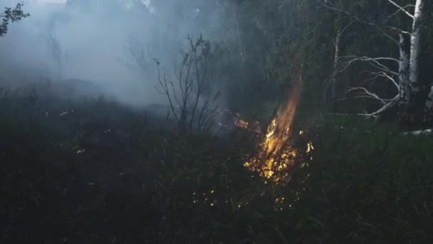 Floresta em chamas. Chama dentro do parque, entre as árvores. Fogo selvagem, desmatamento e conceito de aquecimento global — Vídeo de Stock