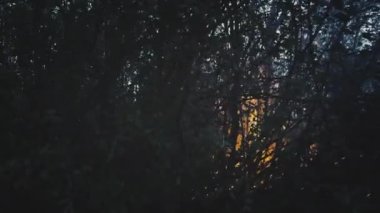 Yanan orman. Parkın içinde, ağaçların arasında alevler. Vahşi ateş, ormansızlaşma ve küresel ısınma kavramı