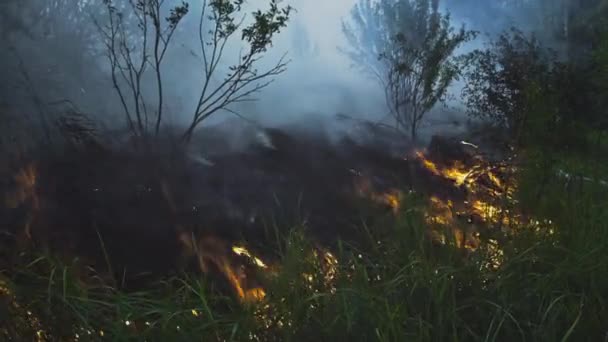 Brännande skog. Flammor inne i parken, bland träden. Vild eld, avskogning och global uppvärmning — Stockvideo