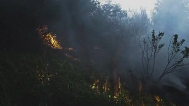 Yanan orman. Parkın içinde, ağaçların arasında alevler. Vahşi ateş, ormansızlaşma ve küresel ısınma kavramı