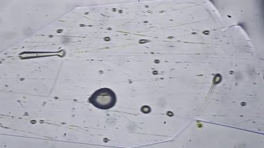 Virüsün fotoğrafını mikroskop altında kapatın. Doktor ekibinin arka planındaki bilgisayar monitöründe. Laboratuvardaki bilim adamları Coronavirus 'u tartışıyor