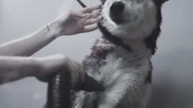 Bakımcı, kabukluların tüylerini kurutur. Kuaför, banyoda yıkandıktan sonra kuaför köpeğinin tüylerini kurutur. Güzellik salonunda hayvan bakımı