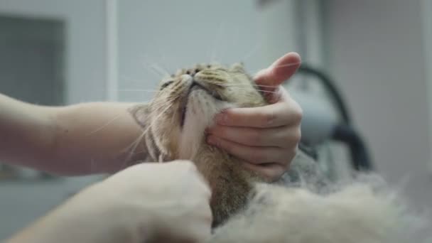 Berdandan, menyisir kucing di salon untuk hewan. Dokter gadis menggaruk bulu kucing dengan sisir. Furminator pemangkasan kucing bertinta Skotlandia — Stok Video