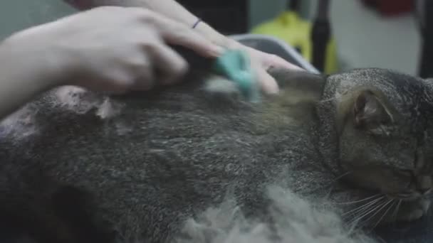 Berdandan, menyisir kucing di salon untuk hewan. Dokter gadis menggaruk bulu kucing dengan sisir. Furminator pemangkasan kucing bertinta Skotlandia — Stok Video