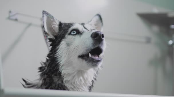 黒と白のハスキー犬のヤーン。スローモーションで。きれいな白い歯と舌が表示されます。疲れ犬 — ストック動画