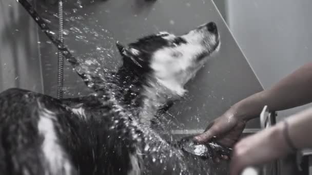 Husky schudt zijn lichaam, dumpt water uit de vacht. Spatten en druppels vliegen. Schoonheidssalon voor dieren en honden, verzorging. Hondenbont. Langzame beweging — Stockvideo