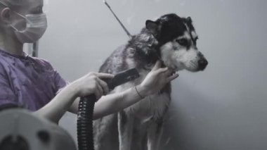 Bakımcı, kabukluların tüylerini kurutur. Kuaför, banyoda yıkandıktan sonra kuaför köpeğinin tüylerini kurutur. Güzellik salonunda hayvan bakımı